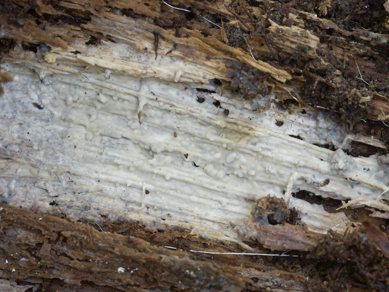 Thujacorticium zurhausenii Hyphoderma crassescens